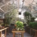 Inside Regal | Southern Greenhouses