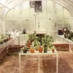Inside Regal | Southern Greenhouses